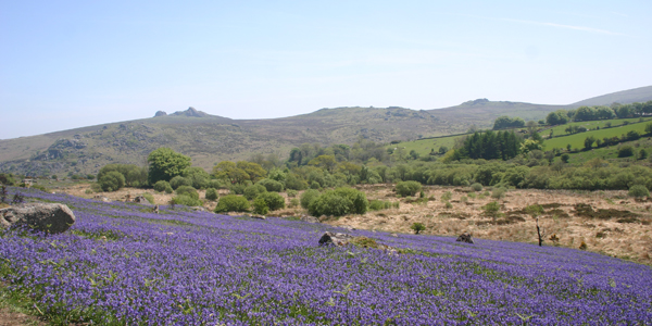 Holwell Lawn bluebells