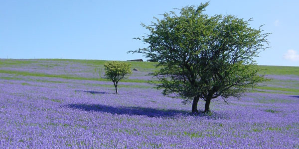 Bluebells at Holwell Lawn